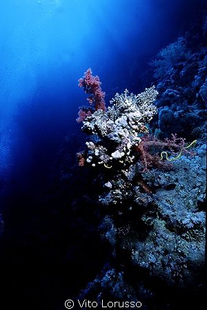 Corals - Dendronephthya Sp. by Vito Lorusso 