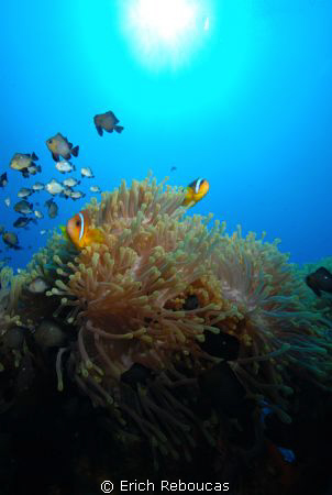 Giant anemone, home for dozens of domino wrasse and clown... by Erich Reboucas 