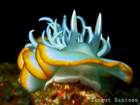 Canon G7 Internal flash macro lens addition. full frame
... by Sangut Santoso 