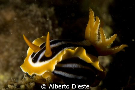 Nudibranchia in Shaab Rumi, not only Hammerhead!!! by Alberto D'este 
