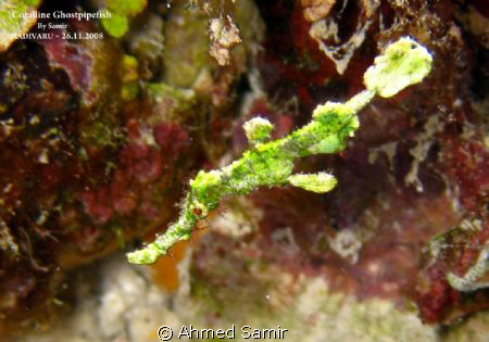 with Macro by Ahmed Samir 
