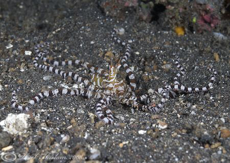 Wonderpus. Lembeh straits. D200, 60mm. by Derek Haslam 