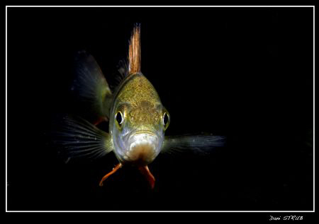 Funny pearch fighting his reflection in the port, gheezzz by Daniel Strub 