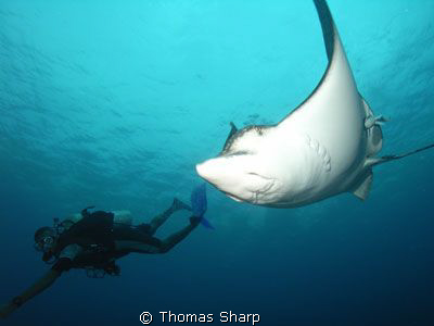 Spotted Eagle Ray at Hol Chan Marine Park by Thomas Sharp 