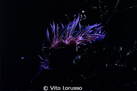 Nudibranchs - Cratena peregrina by Vito Lorusso 