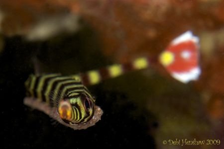 "Egg Cargo" Banded Pipefish carrying his precious cargo o... by Debi Henshaw 