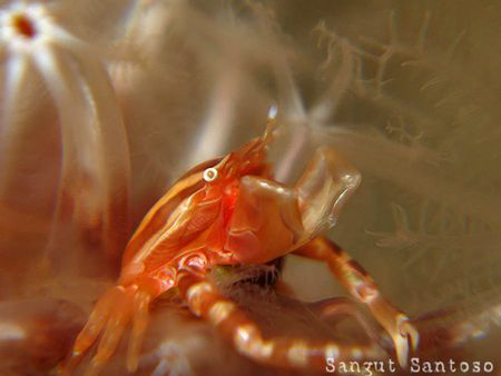 Do you need a light? 
Canon G7 internal flash macro lens... by Sangut Santoso 