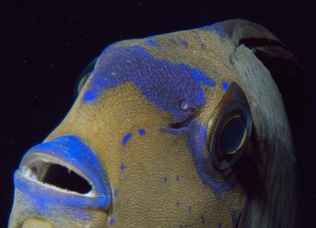 Eyestripe Surgeonfish II by Martin Dalsaso 