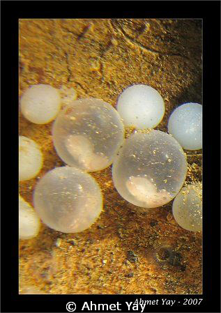 The culltle fish eggs in the coconut shell.
Sulawesi str... by Ahmet Yay 