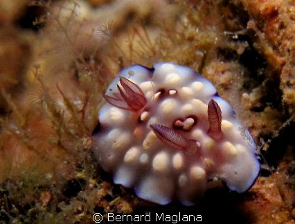 I just lo0ve the blur! by Bernard Maglana 