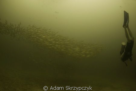 Diver with mackerel by Adam Skrzypczyk 