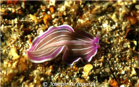 striped nudi. by Joseph Azzopardi 