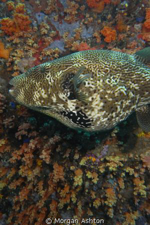 Starry Puffer mosaic. Taken off Bangka Island with a Sea ... by Morgan Ashton 