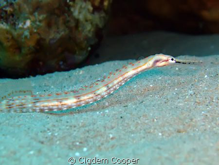 Pipe fish by Cigdem Cooper 