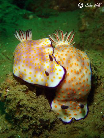Risbecia's getting cute. by John Hill 