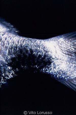 Fishs - Details by Vito Lorusso 
