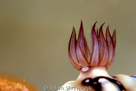 Nudi flames by Adam Skrzypczyk 