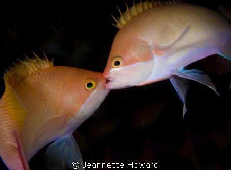 Kissing or fighting in the dark off a wreck in Sabang, Ph... by Jeannette Howard 