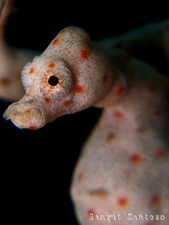 "Innocent" 
Canon G7 internal flash Double Inon macro le... by Sangut Santoso 