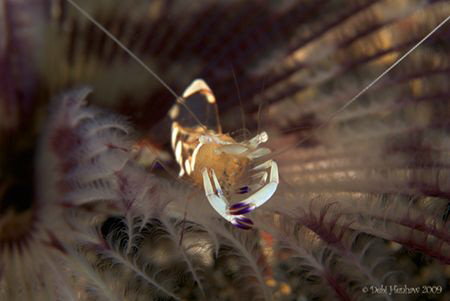 "Life on a Feather" No Cropping :o) by Debi Henshaw 