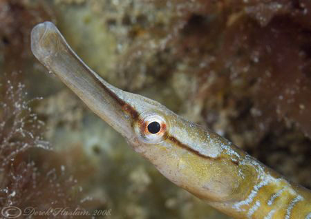 Snake pipefish. North Wales. D200, 60mm. by Derek Haslam 