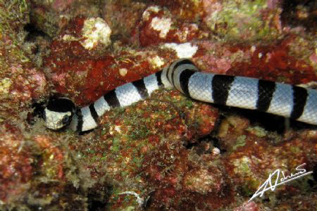 banded sea snake, so fascinating! by Adriano Trapani 