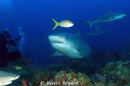 Finally got a decent shot of a yellowtail snapper. by Kevin Bryant 