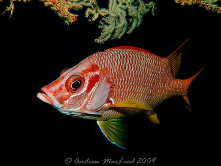 On a night dive. Canon G10, Inon s2000 by Andrew Macleod 