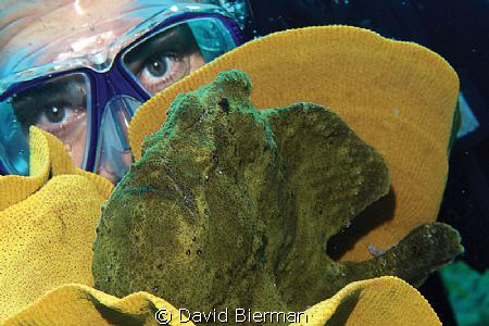 Green with Envy by David Bierman 