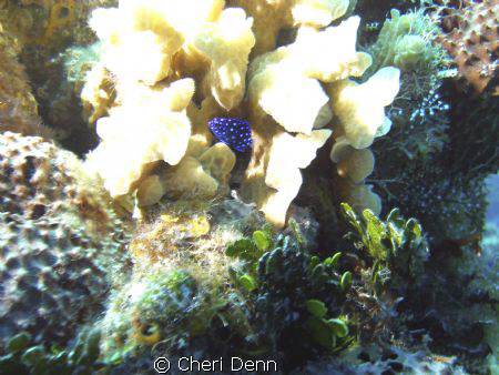 Little Blue Fish by Cheri Denn 