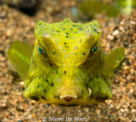 juvenile boxfish taken on a nice muck dive in Dauin. by Steve De Neef 