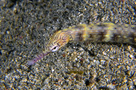 lembeh strait,nikon d2x 60mm macro by Puddu Massimo 