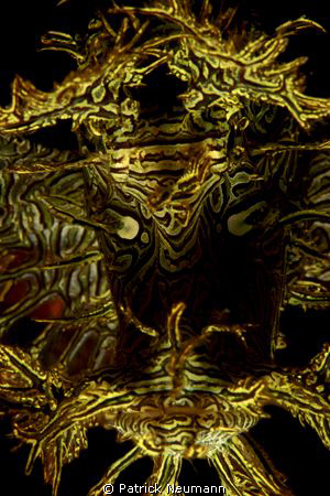 Rhenopias personal taken with Canon 400D, 60mm, Hugyfot by Patrick Neumann 