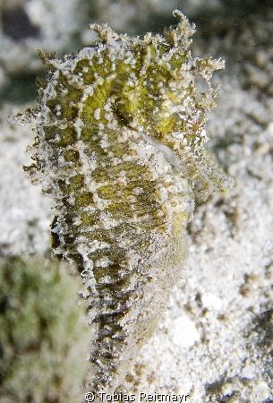Lined Seahorse, Laguna Beach Dock, Utila. Canon 350d, 18-... by Tobias Reitmayr 