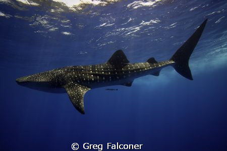 Whale Shark at the surface, Gladden Spit, Belize, May 200... by Greg Falconer 