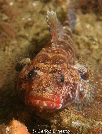 Gobius cruentus.Olympus c 7070 and Ys 60 strob by Carlos Ernesto 