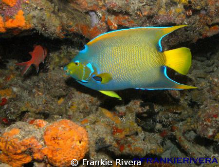 Queen Angel Fish @ Andrea's by Frankie Rivera 