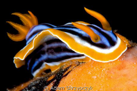 Chromodoris but not sure of the exact variation by Adam Skrzypczyk 