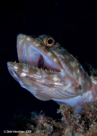 "Open Wide" Lizard fish caught yawning :o) by Debi Henshaw 