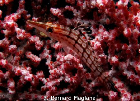 I came back for a better shot of a pygmy from last week d... by Bernard Maglana 