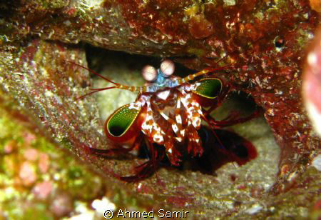 Mantishrimp fron Veligandu North, Rasdhoo Atoll - Maldive... by Ahmed Samir 