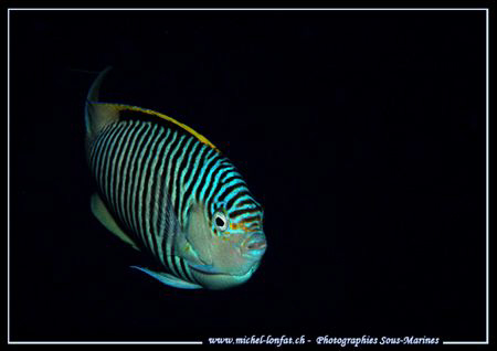 A magical Face to Face with this beautiful Zebra Angel Fi... by Michel Lonfat 