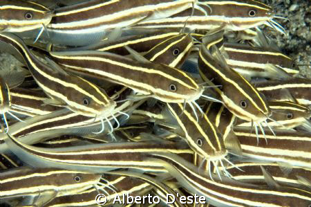 Catfish in night dive, Porto Galera by Alberto D'este 