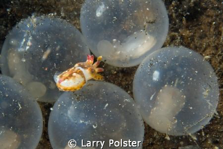 Birth of Flamboyant Cuddlefish in coconut shell, eggs the... by Larry Polster 