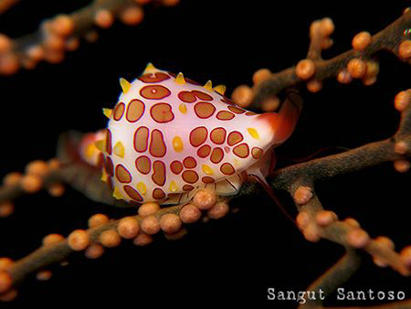 "Traverse"
Canon G7 Internal flash Double Inon macro len... by Sangut Santoso 