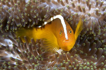 nikond2x 60mm macro,2 strobes by Puddu Massimo 