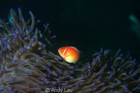 sunset underwater canon 350d with twin flash.
60mm lens by Andy Lau 