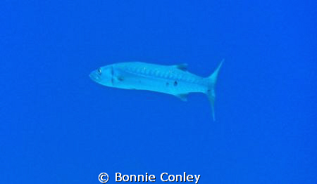 Barracuda seen in Grand Bahamas.  Photo taken May 2009 wi... by Bonnie Conley 