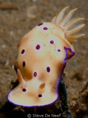 Rysbecia tryoni at ducomi pier. by Steve De Neef 