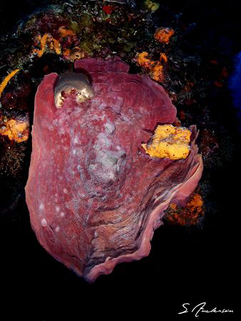 This image of an Elephant Ear Sponge was taken during a d... by Steven Anderson 